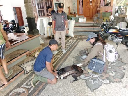 Vaksinisasi Rabies Banjar Dinas Pegentengan 