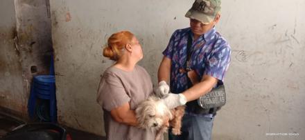 Vaksinisasi Rabies Banjar Dinas Ambengan 